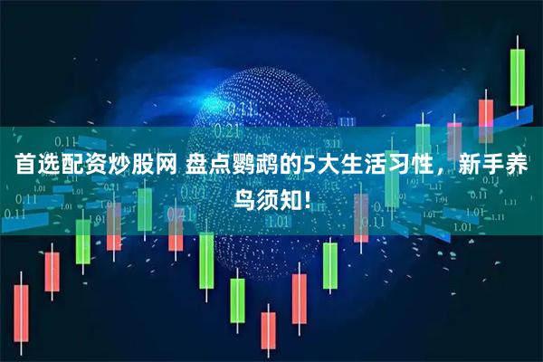 首选配资炒股网 盘点鹦鹉的5大生活习性，新手养鸟须知!
