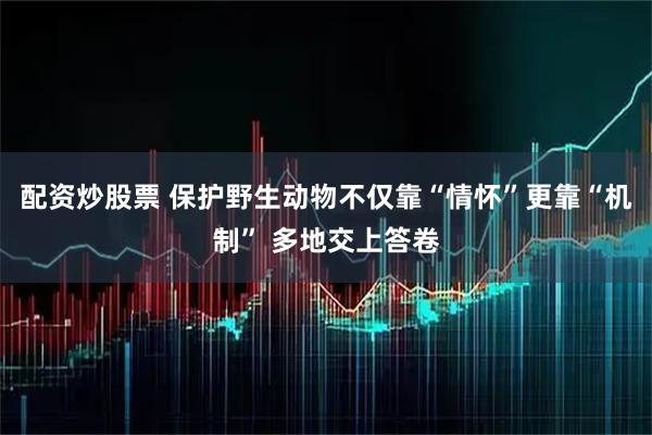 配资炒股票 保护野生动物不仅靠“情怀”更靠“机制” 多地交上答卷