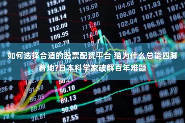 如何选择合适的股票配资平台 猫为什么总能四脚着地?日本科学家破解百年难题